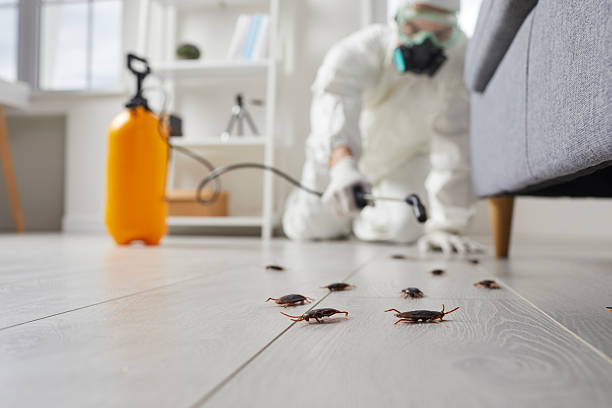 Post-Treatment Bed Bug Interceptor Monitoring in Severn